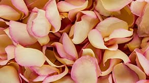 (image for) Wedding Petals