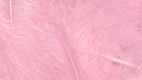 (image for) Feathers