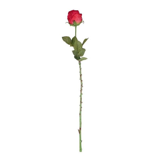 (image for) Scarlet Red Rose Bud